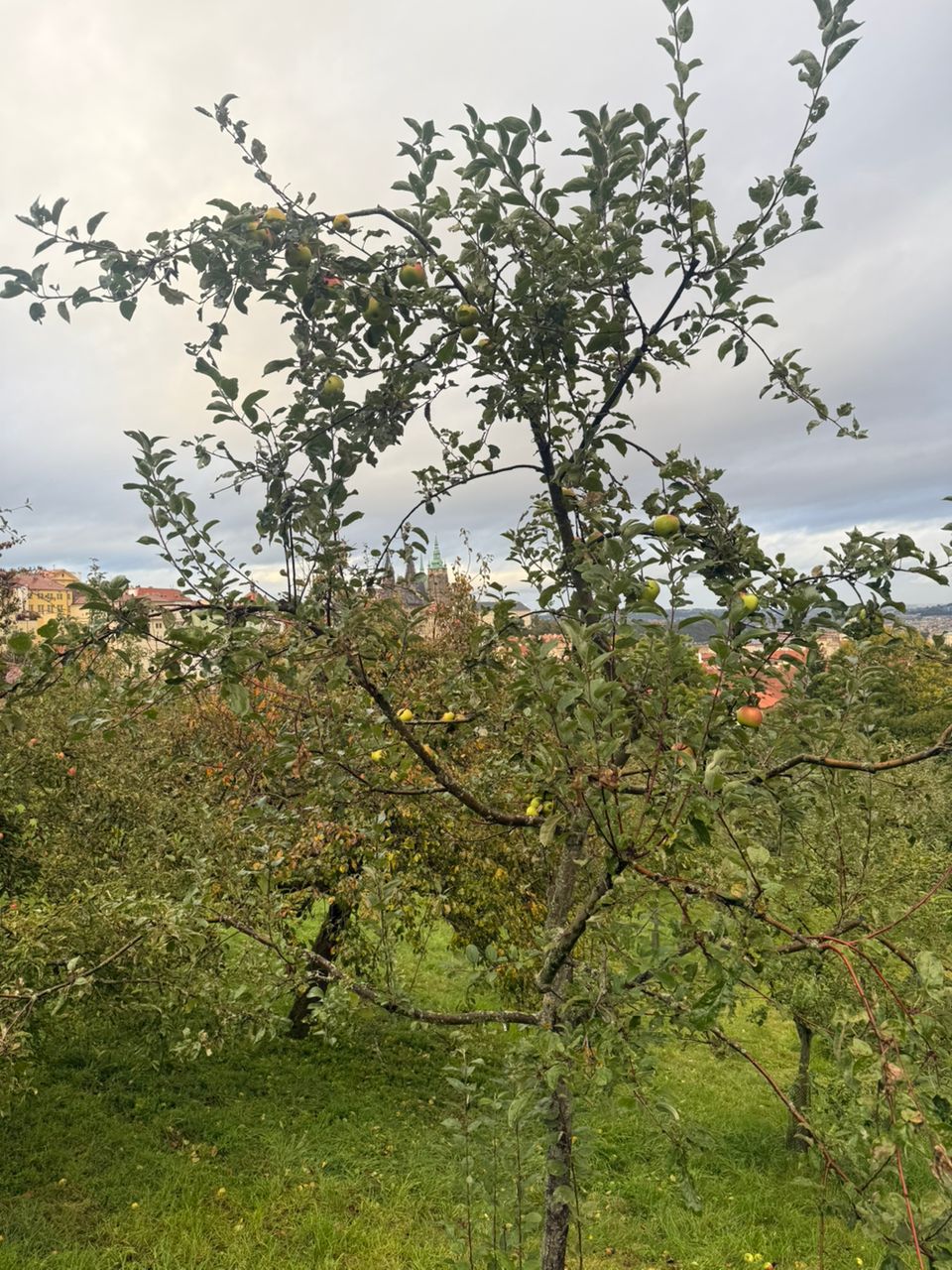 Apple trees in Prague from Robert Apple trees in Prague from Robert