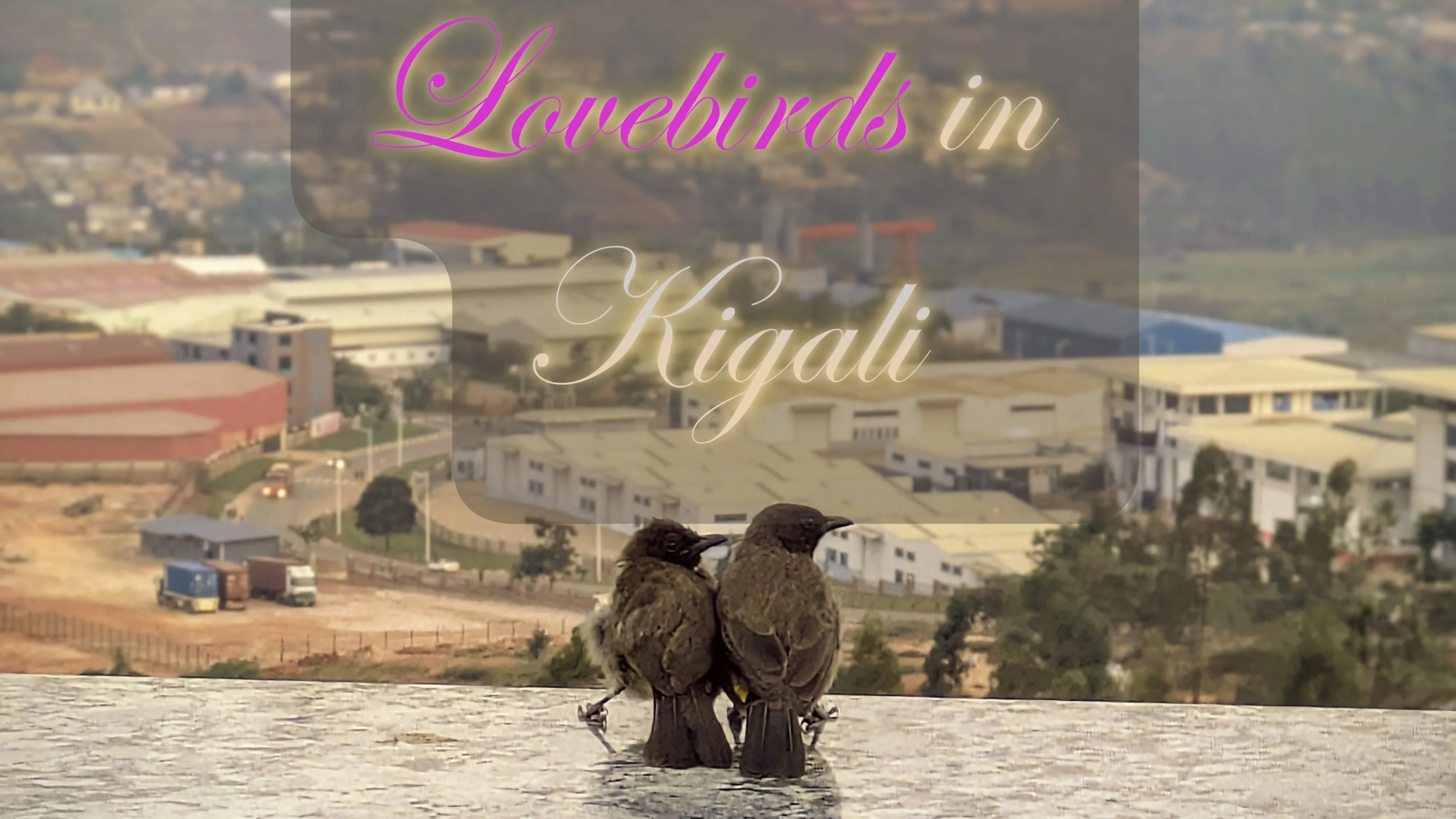 Cover image of post: Interrupted Romance: Sunset, Cynicism And Love birds In Kigali