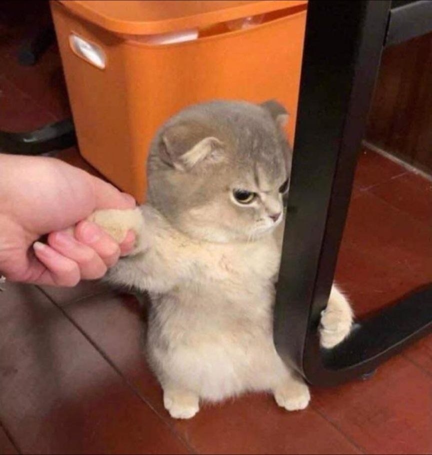 Angry Cat doesn't want to go
