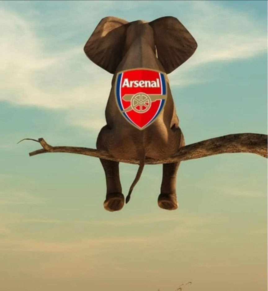 Elephant on a Tree - Arsenal