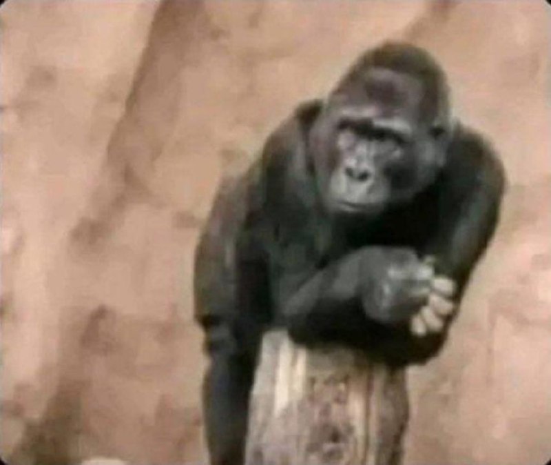 Gorilla Looking And Waiting For Something Leaning On A Stump