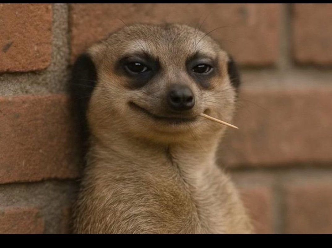 Meerkat watching you meme