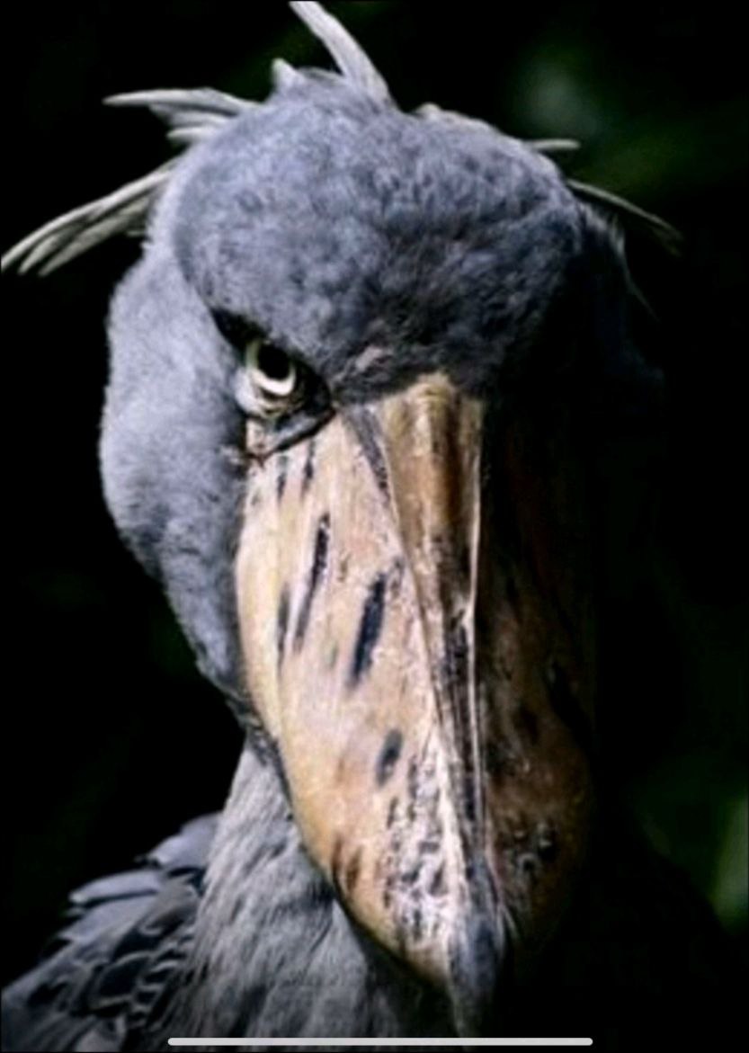 Mischievous villainous bird look